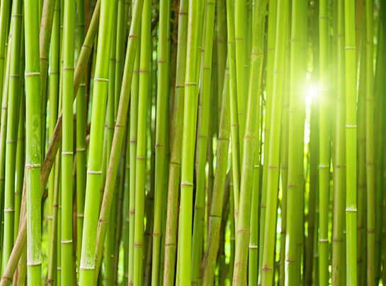 Bambus Phyllostachys pubenses edulis bicolor
