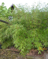 Mc-Bambus Liefergre: 125 bis 150 cm - 15 Liter Topf