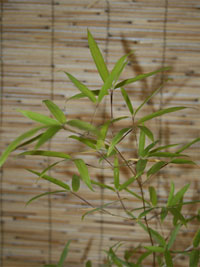 Mc-Bambus Phyllostachys decora