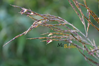 Mc-Bambus Windeck Blüte von Indocalamus latifolius hope