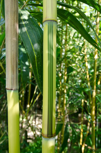 Mc-Bambus Windeck Detailansicht vom Bambus Halm - Phyllostachys aureosulcata Spectabilis