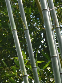 Mc-Bambus Phyllostachys aureosulcata alata - typische olivfärbung der Halme
