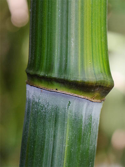 Mc-Bambus Detailansicht vom Bambushalm Phyllostachys aureosulcata harbin
