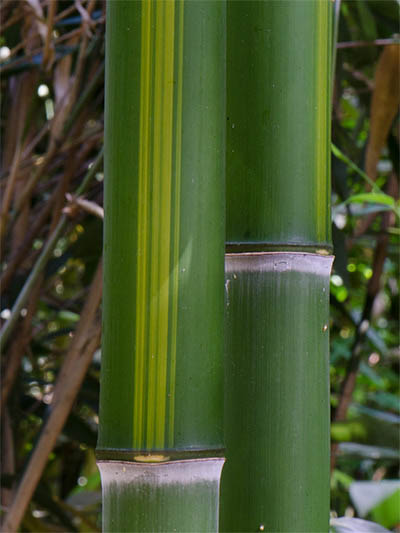 Mc-Bambus Halmzeichnung von der Bambussorte Phyllostachys vivax huangwenzhu