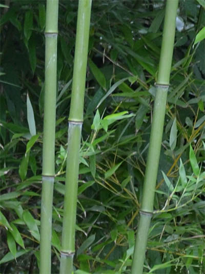 Mc-Bambus Windeck Halmansicht von Phyllostachys bissetii