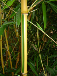 Mc-Bambus Phyllostachys bambusoides Castilloni - Detailansicht vom gelbem Halm mit grünem Sulcus