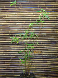Mc-Bambus Bambusa multiplex 'Alfons Karr' Höhe ca. 80 cm - Tropischer Bambus