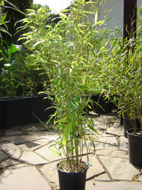 Mc-Bambus Windeck Phyllostachys Mannii Höhe ca. 80 cm