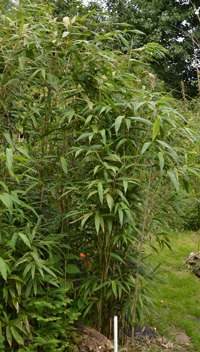 Mc-Bambus Bambushain Pseudosasa Japonica