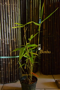Mc-Bambus Windeck Riesenbambus: Höhe ca.  45 cm