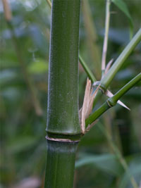 Mc-Bambus Halmdetail von Phyllostachys viridiglaucescens mit der typischen Bemehlung