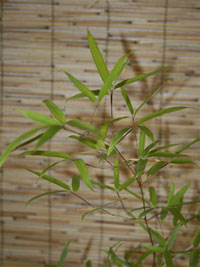 Mc-Bambus Windeck Phyllostachys decora