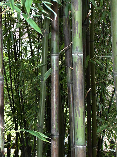 Mc-Bambus Bambushain mit Phyllostachys nigra Boryana