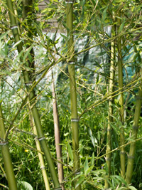Mc-Bambus Windeck Halmdetailansicht von Phyllostachys parvifolia mit dem charakteristische Halmreif unterhalb der Nodie