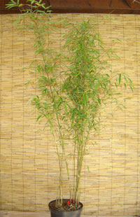 Mc-Bambus Borinda angustissima mit einer Pflanzenhöhe 120 cm