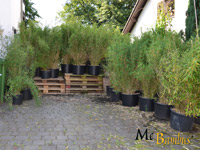 Mc-Bambus Fargesia murielae Jumbo - Pflanzenhhe 140 cm