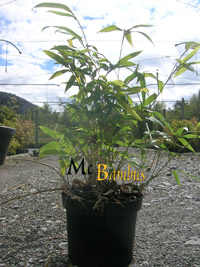 Mc-Bambus Windeck Phyllostachys Tip Top varioauriculata: Lieferhöhe: ca. 60 cm