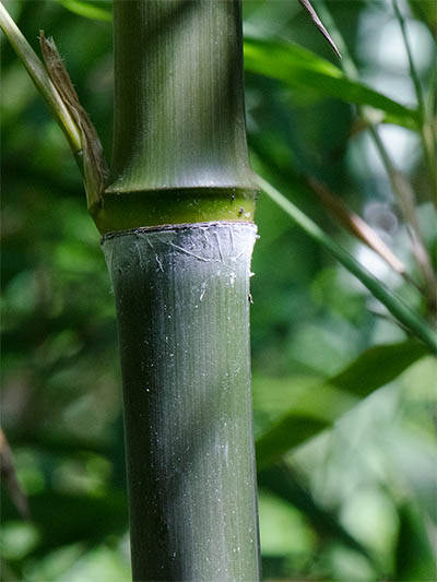 Mc-Bambus Phyllostachys atrovaginata - Detailansicht Halm nach dem Austrieb