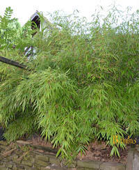 Bambus Fargesia rufa / Fargesia dracocephala