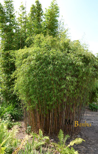 Mc-Bambus Windeck Fargesia jiuzhaigou Hain - Jade Bambus
