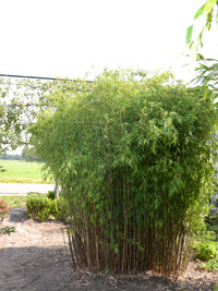 Mc-Bambus Windeck Fargesia jiuzhaigou Hain - Jade Bambus