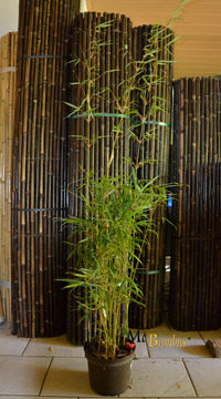Mc-Bambus Windeck Fargesia robusta campbell - Höhe 140 cm