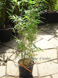Mc-Bambus Semiarundinaria makinoi - Höhe ca. 100 cm