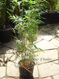 Mc-Bambus Semiarundinaria makinoi - Hhe ca. 100 cm