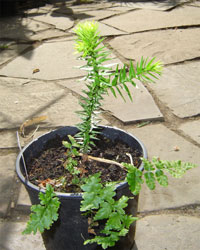 Mc-Bambus Araucaria araucana, Lieferhhe ca. 25 cm