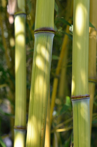 Mc-Bambus Detailansicht vom Bambushalm Phyllostachys aureosulcata harbin inversa