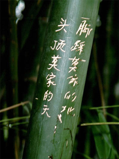 Mc-Bambus Phyllostachys pubescens Moso - Hhe in Deutschland bis 7 Meter