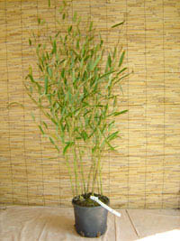 Mc-Bambus Phyllostachys heteroclada - Wasserbambus