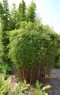 Mc-Bambus Fargesia jiuzhaigou Hain - Jade Bambus