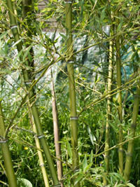 Mc-Bambus Halmdetailansicht von Phyllostachys parvifolia mit dem charakteristische Halmreif unterhalb der Nodie