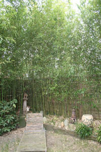 Mc-Bambus: Phyllostachys bissetii - Ort: Windeck
