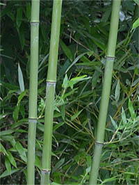 Mc-Bambus: Halmansicht von Phyllostachys bissetii - Ort: Windeck