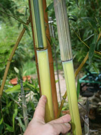 Mc-Bambus: Detailansicht vom Halm und grnem Sulcus von Phyllostachys aureosulcata Spectabilis - Ort: Windeck