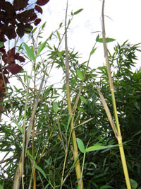 Mc-Bambus: frischer Halmaustrieb von Phyllostachys bambusoides Castilloni im Mai - Ort: Windeck
