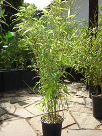 Mc-Bambus: Phyllostachys Mannii Höhe ca. 80 cm - Ort: Windeck