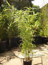 Mc-Bambus: Phyllostachys Mannii Hhe ca. 80 cm - Ort: Windeck