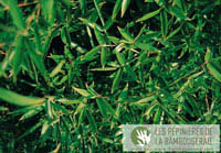 Mc-Bambus: Ansicht der sattgrünen Blätter von Phyllostachys Mannii - Ort: Windeck