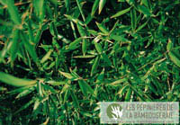 Mc-Bambus: Ansicht der sattgrnen Bltter von Phyllostachys Mannii - Ort: Windeck