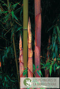 Mc-Bambus: Halmansicht von Phyllostachys Mannii - Ort: Windeck