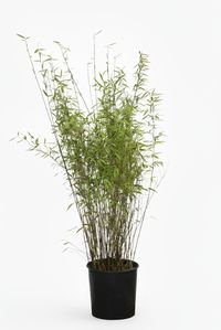 Produkt: Mc-Bambus Bambus Fargesia Nitida - Black Pearl