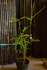 Mc-Bambus: Phyllostachys pubescens edulis - Moso - Riesenbambus - Ort: Windeck