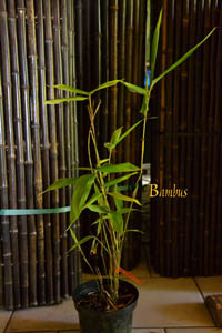 Mc-Bambus: Riesenbambus: Höhe ca. 45 cm - Ort: Windeck Mc-Bambus: Riesenbambus: Höhe ca. 45 cm - Ort: Windeck