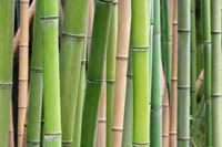 Mc-Bambus: Phyllostachys pubescens edulis - Moso - Riesenbambus - Ort: Windeck