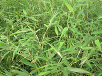 Mc-Bambus: Phyllostachys bissetii - Ort: Windeck