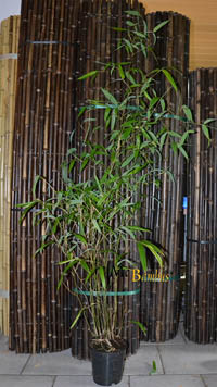 Mc-Bambus: Phyllostachys atrovaginata - Hhe 150 cm - Ort: Windeck