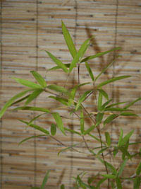 Mc-Bambus: Phyllostachys decora - Ort: Windeck Mc-Bambus: Phyllostachys decora - Ort: Windeck